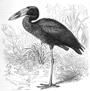 Bird, Moors Clawbill, species from the stork (Anastomus lamelligerus) family