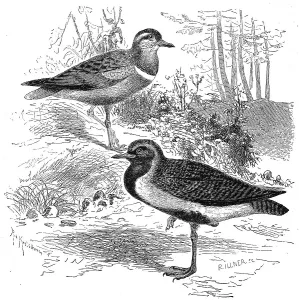 Bird, Mornells Plover (Charadrius morinellus)