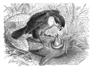 Bird, Muti, Hierax coerulescens