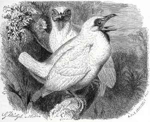 Bird, Naked-throated Bellbird (Procnias nudicollis) is a South American Screaming Bird