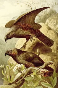Bird, Nestor parrots, Nestor, the only genus of the subfamily Nestor parrots