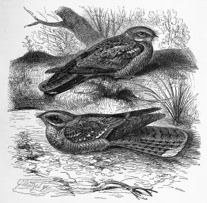 Bird, Nightjar (Caprimulgus centralasicus)