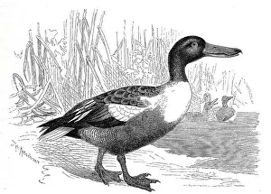 Bird, northern shoveler (Anas clypeata) syn