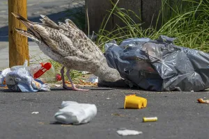 Bird nuisance by young seagull tearing up rubbish bag and feeding on trash