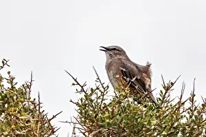 A bird with an open beak sits on a bush