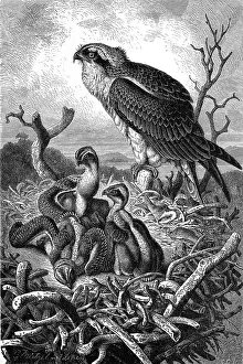 Bird, Osprey, Pandion haliaetus