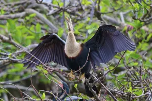 Bird with outstretched wings on a branch surrounded by greenery