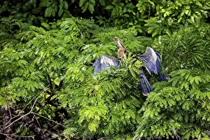 A bird with outstretched wings sits in the lush greenery of a tree