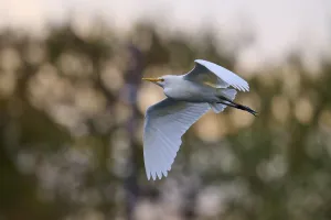 Bird with outstretched wings in the sky