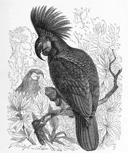 Bird, Palm Cockatoo (Probosciger aterrimus) or Aracacadoo