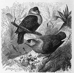 Bird, Paradise Fruit Dove, also called seychelles blue pigeon (Alectroenas pulcherrima)