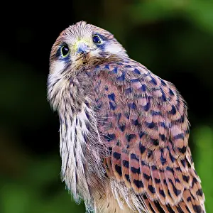 Framed Print : A bird with patterned plumage looks into the camera