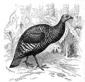 Bird, peacock turkey (Meleagris ocellata)
