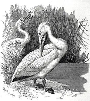 Bird, Pelican, Pelecanus onoerotalus