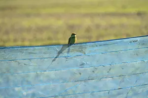 A bird perched on blue netting with a field in the background