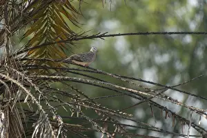 Bird perched on a tree branch in a tropical setting with green foliage-Netrokona
