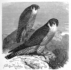 Bird, Peregrine falcon (Falco peregrinus)