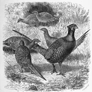 Bird, pheasant, plural pheasants (Phasianus colchicus) or pheasants