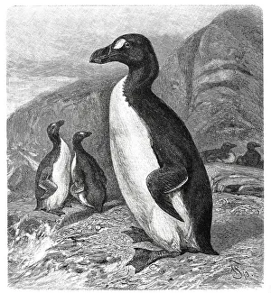 Bird (Pinguinus (Alca impennis) impennis) Giant Auk