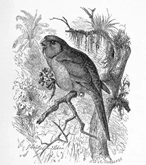Bird, plain parakeet (Brotogeris tirica)