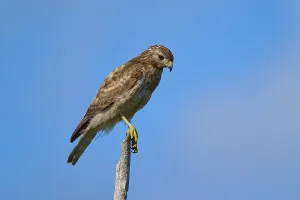 A bird of prey on a branch, concentrated and surrounded by blue sky