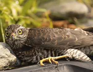 The bird of prey, goshawk