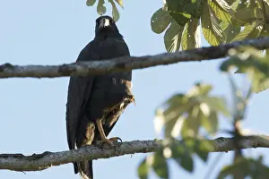 Bird of prey, Hawk-black, Pantanal