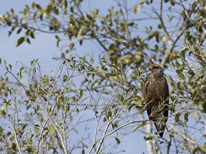 Bird of prey, Hawk-mestizo, Pantanal