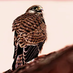 A bird of prey in profile, the light emphasises the shape of the feathers