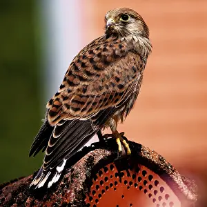 A bird of prey shows its structure