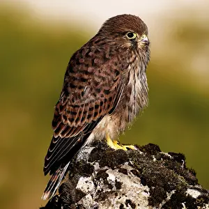 A bird of prey sits attentively on a mossy rock