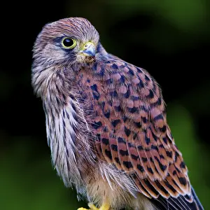 A bird of prey stands with patterned plumage in front of a green background