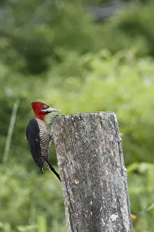 Bird, Prick-wood-king, Ilha do Mel