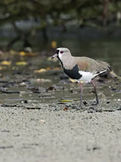 Bird, Quero-quero, Ilha do Mel