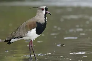 Bird, Quero-quero, Ilha do Mel