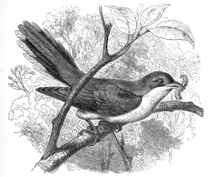 Bird, Rain Cuckoo, Coccygus americanus