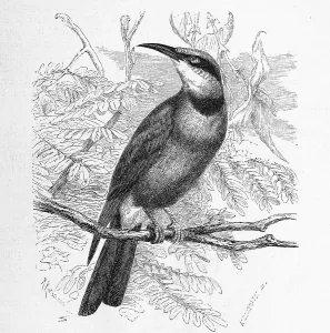 Bird, rainbow bee-eater (Merops ornatus)
