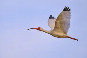 A bird with red beak and legs flies against a blue sky
