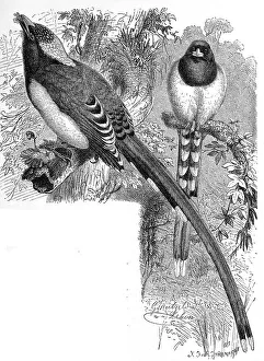 Bird, Red-billed Tailfin, Urocissa erythrothyncha