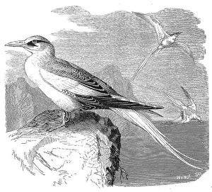 Bird, red-billed tropicbirds (Phaethon)