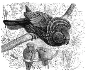 Bird, red-fan parrot (Deroptyus accipitrinus)