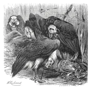 Bird, red-headed vulture (Sarcogyps calvus) or Lappet Vulture