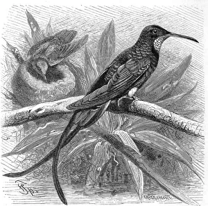 Bird, Red-naped Topaz, Topaza pella or Topaz hummingbird