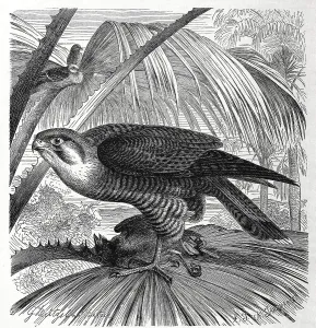 Bird, red-necked falcon (Falco chicquera)