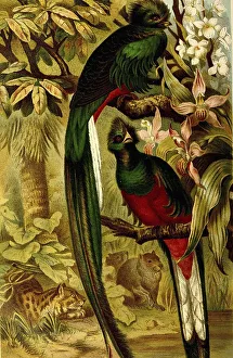 Bird, resplendent quetzal (Pharomachrus mocinno) is a green and scarlet coloured bird of the trogon family