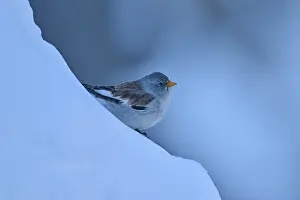 A bird resting on a blue, snow-covered slope