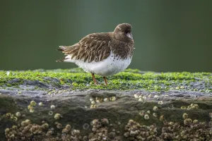 Bird resting on a moss-covered rock