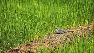 A bird rests on a furrow between green grass fields in a quiet rural setting