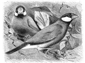 Bird, Rice bird, Spermestes oryzivora