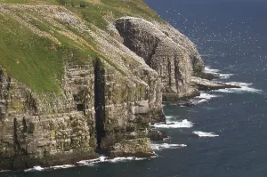 Bird rock at Cape St. Mary's ecological seabird reserve